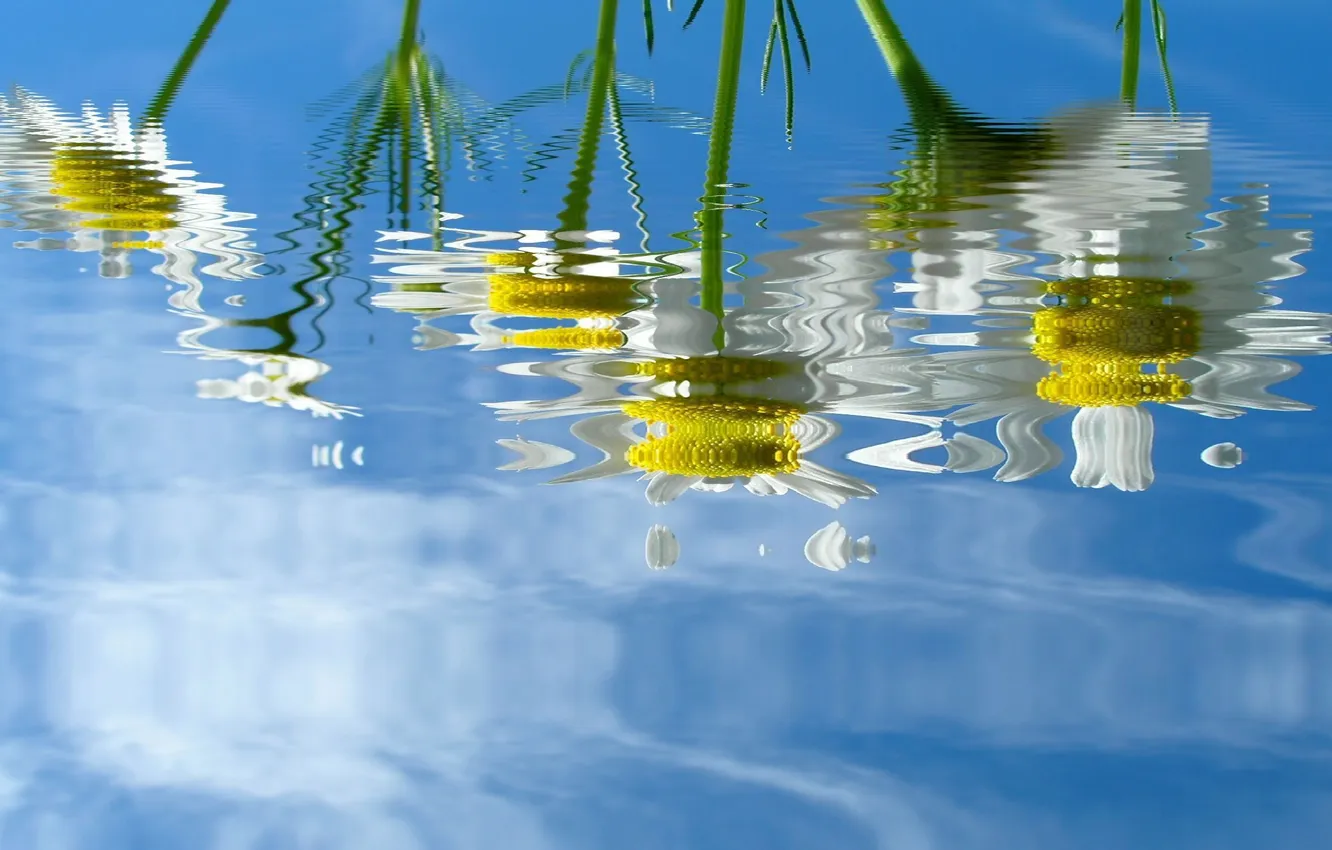 Photo wallpaper white, water, flowers, yellow, green, reflection, background, Wallpaper