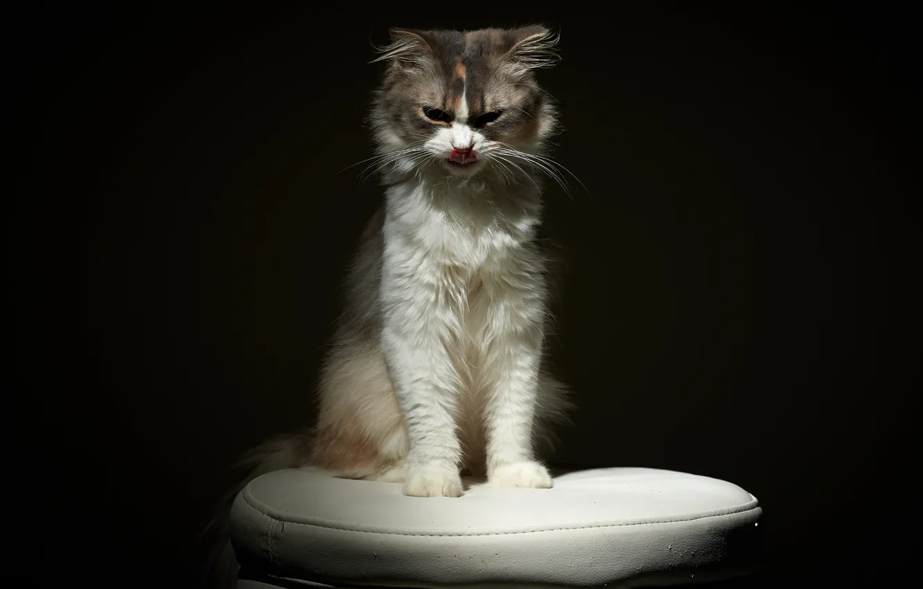 Photo wallpaper language, cat, dark, chair