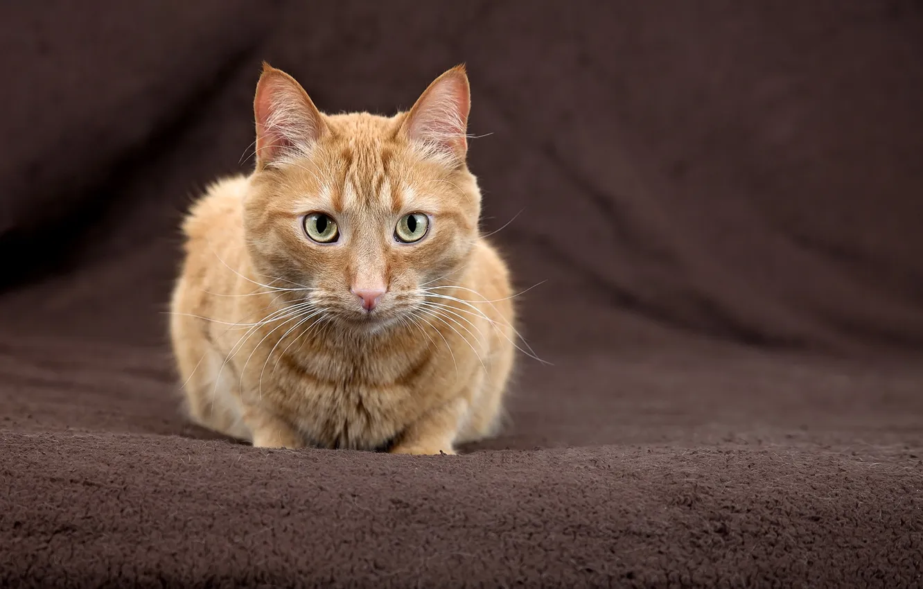 Photo wallpaper cat, look, home