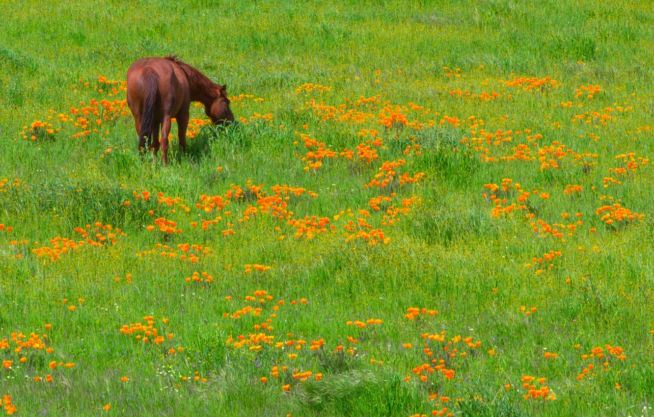 Photo wallpaper grass, flowers, horse, meadow