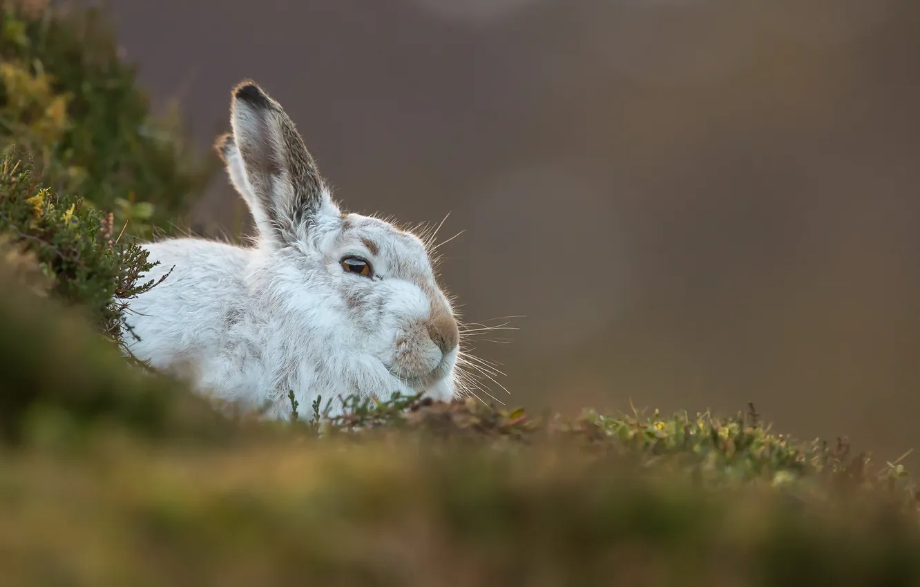 Photo wallpaper nature, background, Mountain Hare