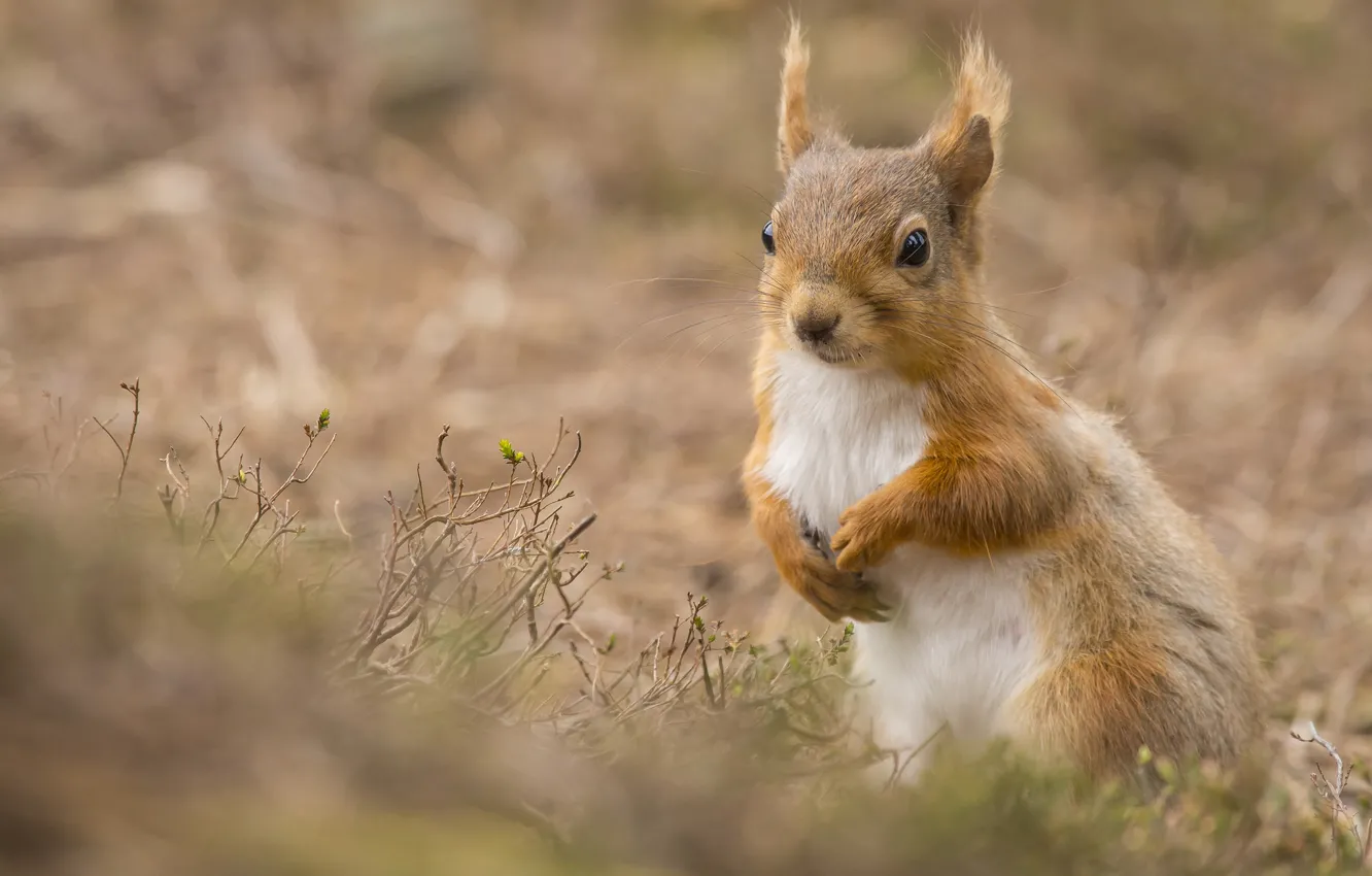 Photo wallpaper protein, red, bokeh