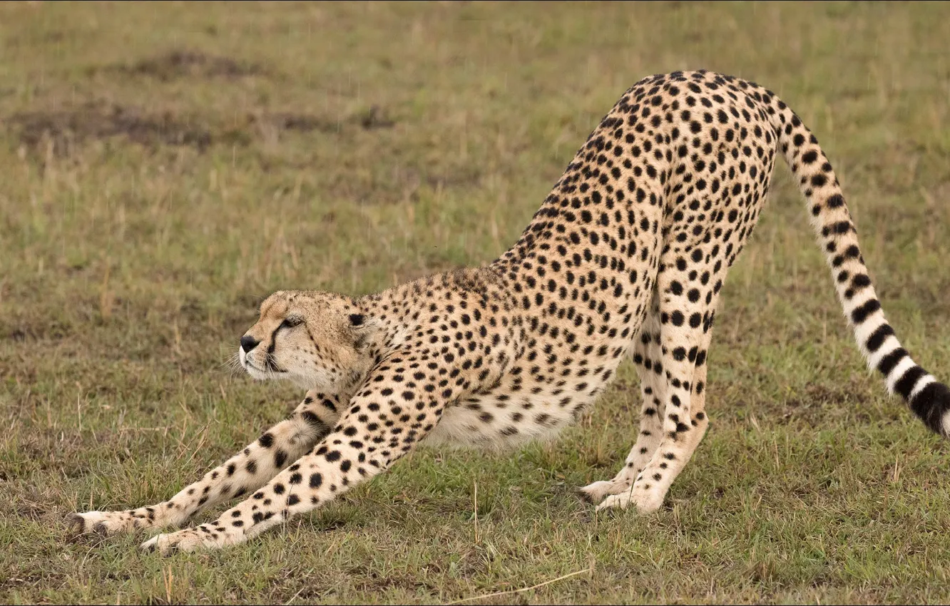 Photo wallpaper cats, gymnastics, Cheetah, predator, cats, big cat, gymnastic, Cheetah