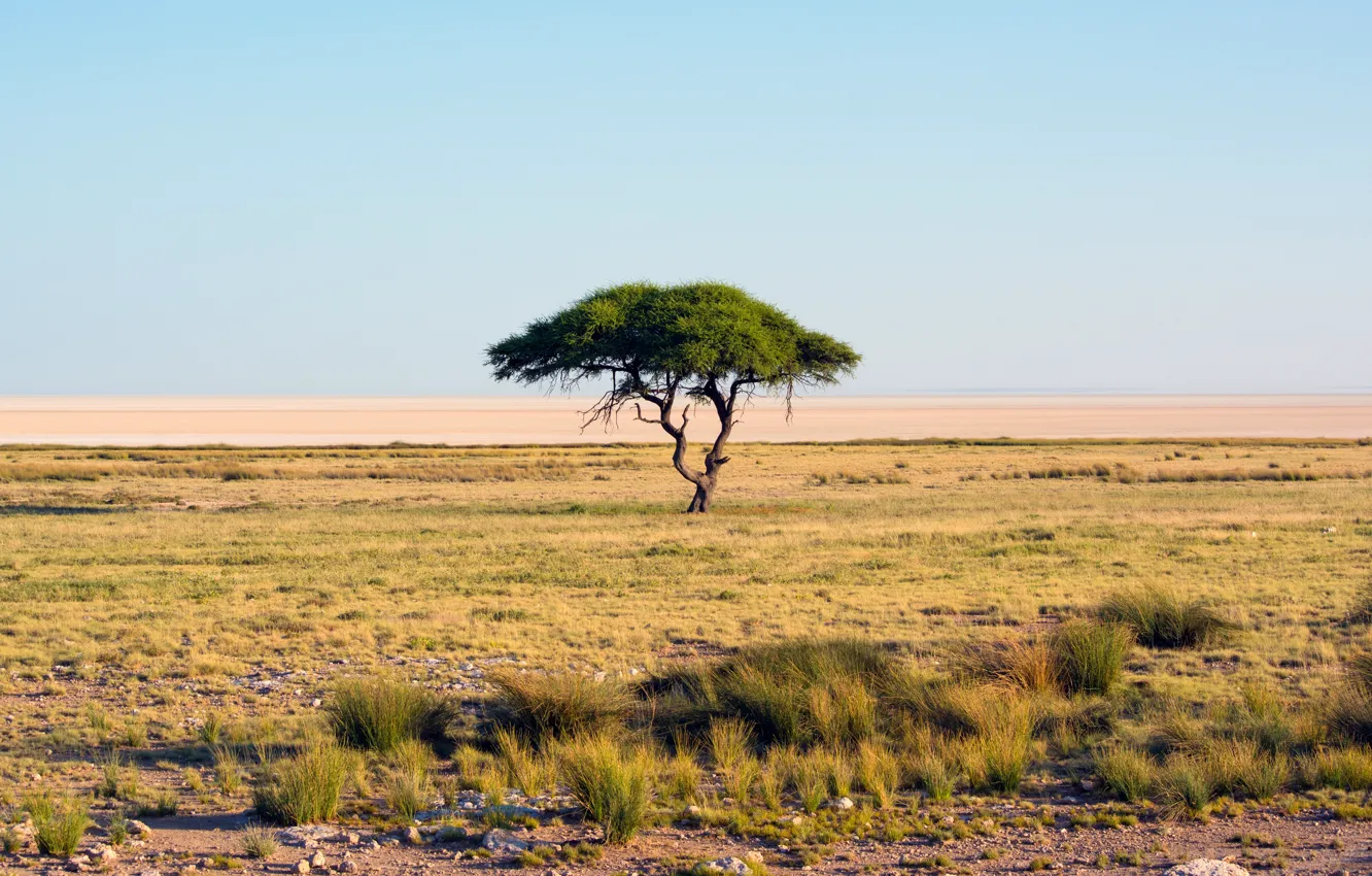 Photo wallpaper sand, grass, tree, desert, drought, Savannah, Africa, oasis