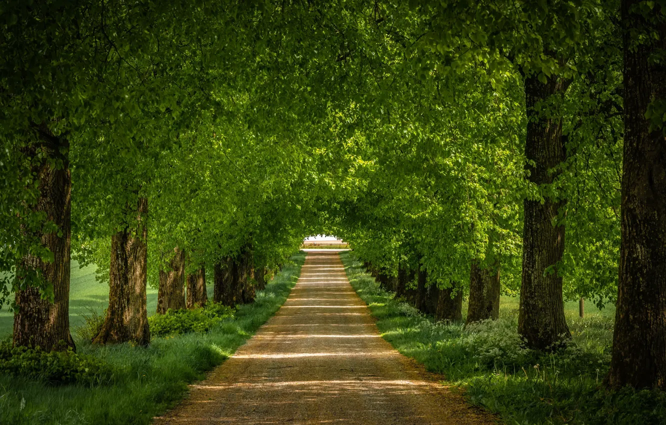 Photo wallpaper road, summer, trees