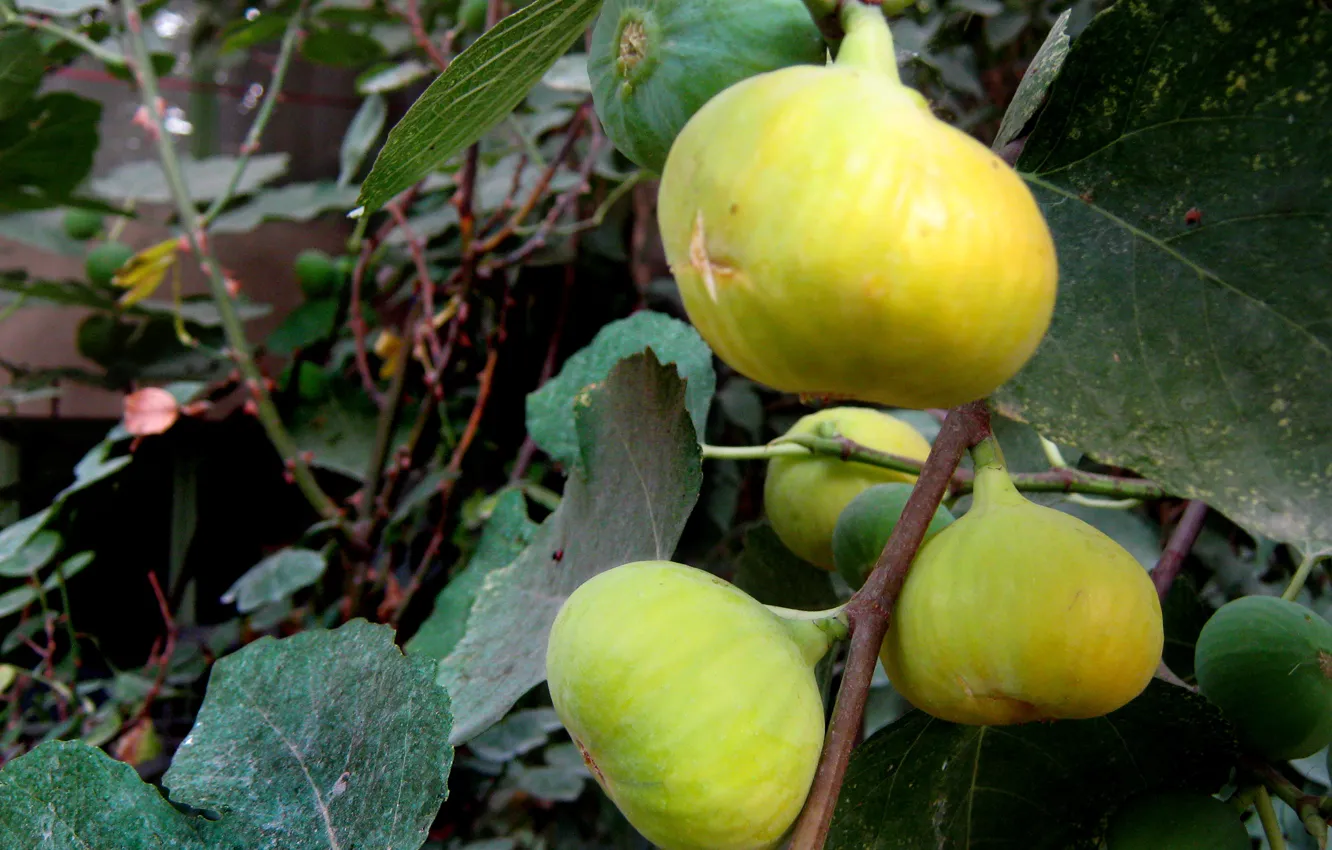 Photo wallpaper yellow, Sweet fruit, yellow fruit, Fig tree, Fig fruit