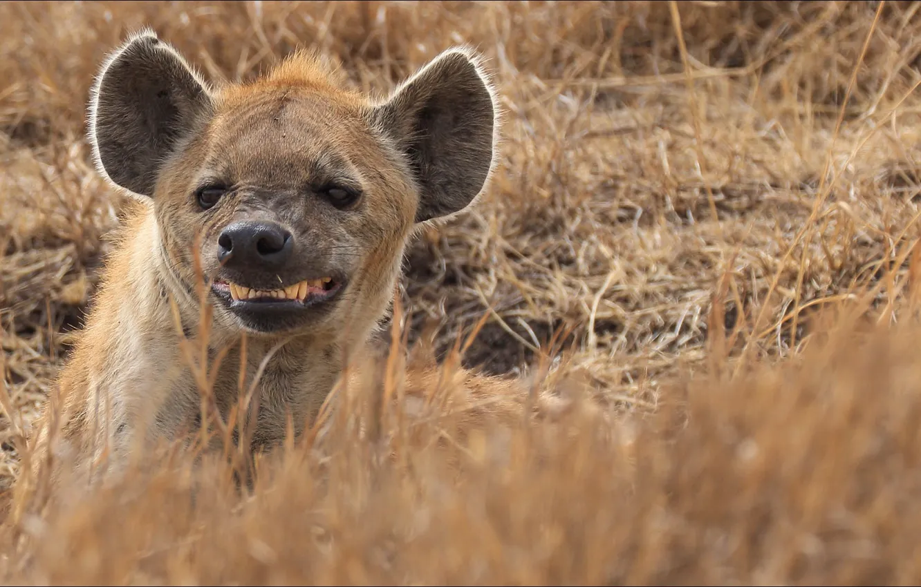 Photo wallpaper portrait, hyena, grin, portrait, grin, Hyena