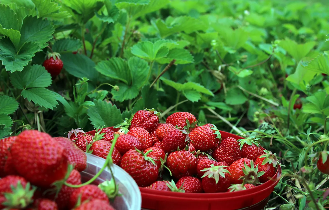 Photo wallpaper greens, summer, leaves, berries, garden, harvest, strawberry, bowl