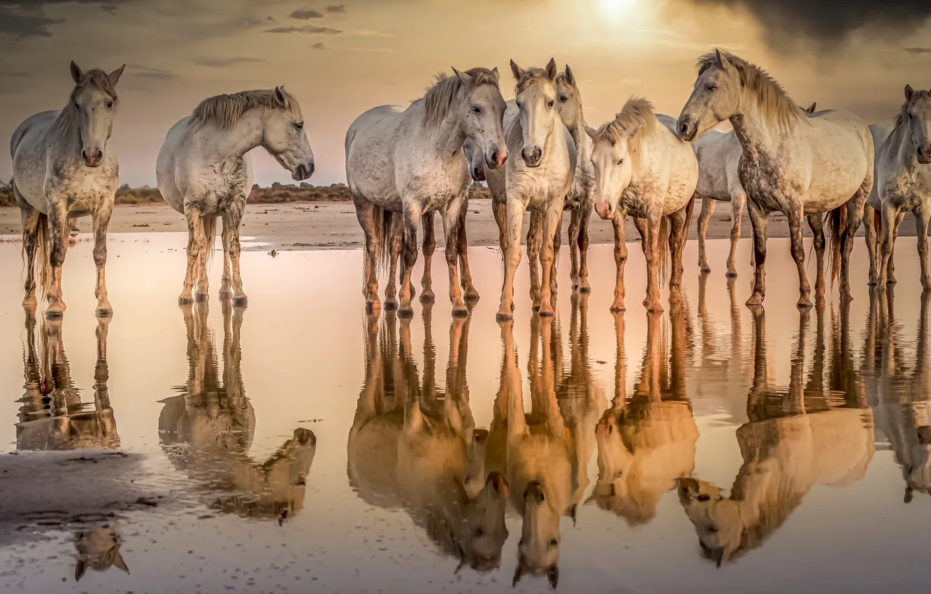 Photo wallpaper water, nature, horses