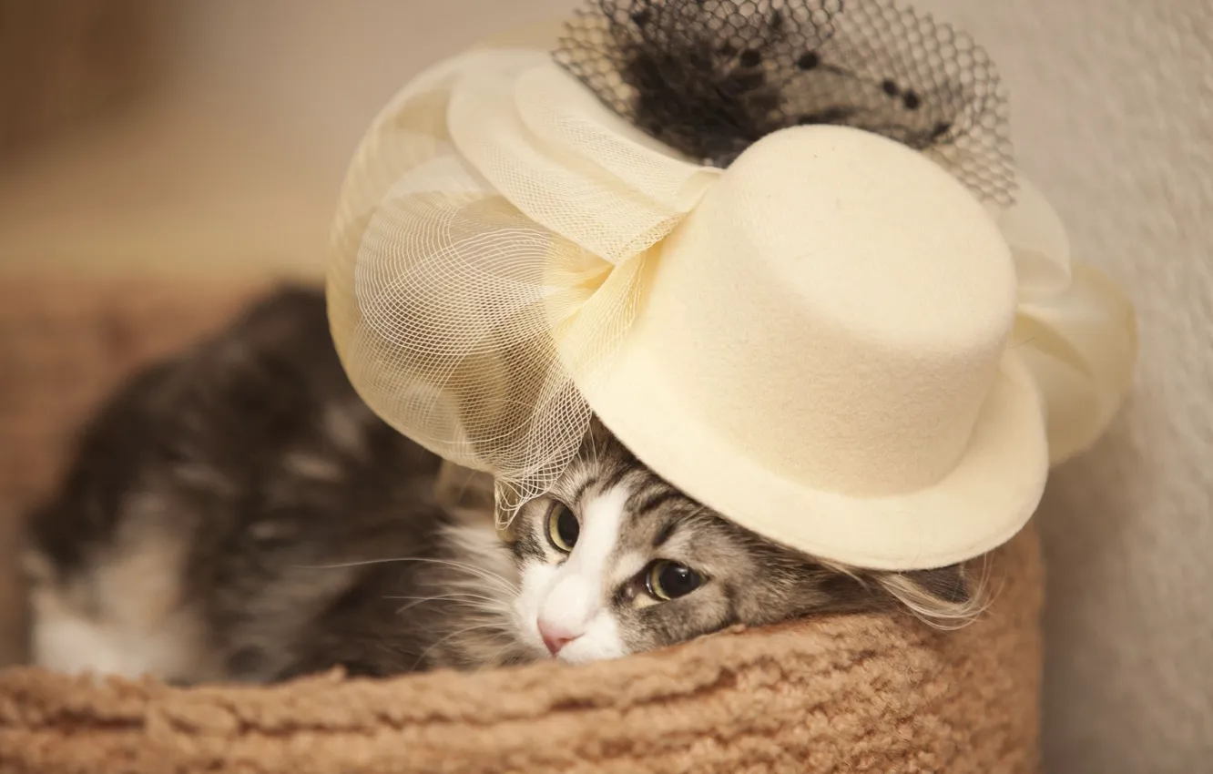 Photo wallpaper cat, hat, Madame