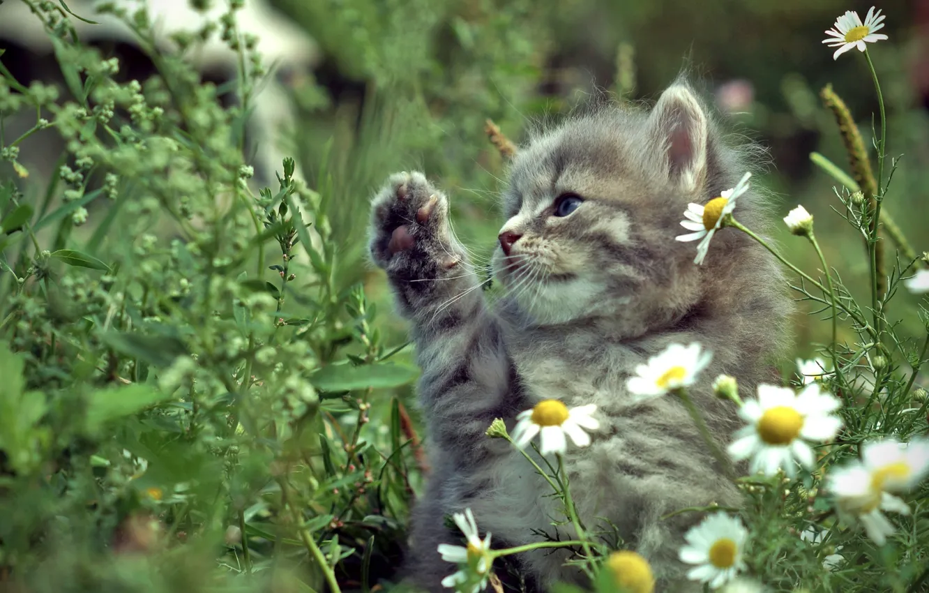 Photo wallpaper cat, grass, cat, chamomile, meadow, kitty, kitty