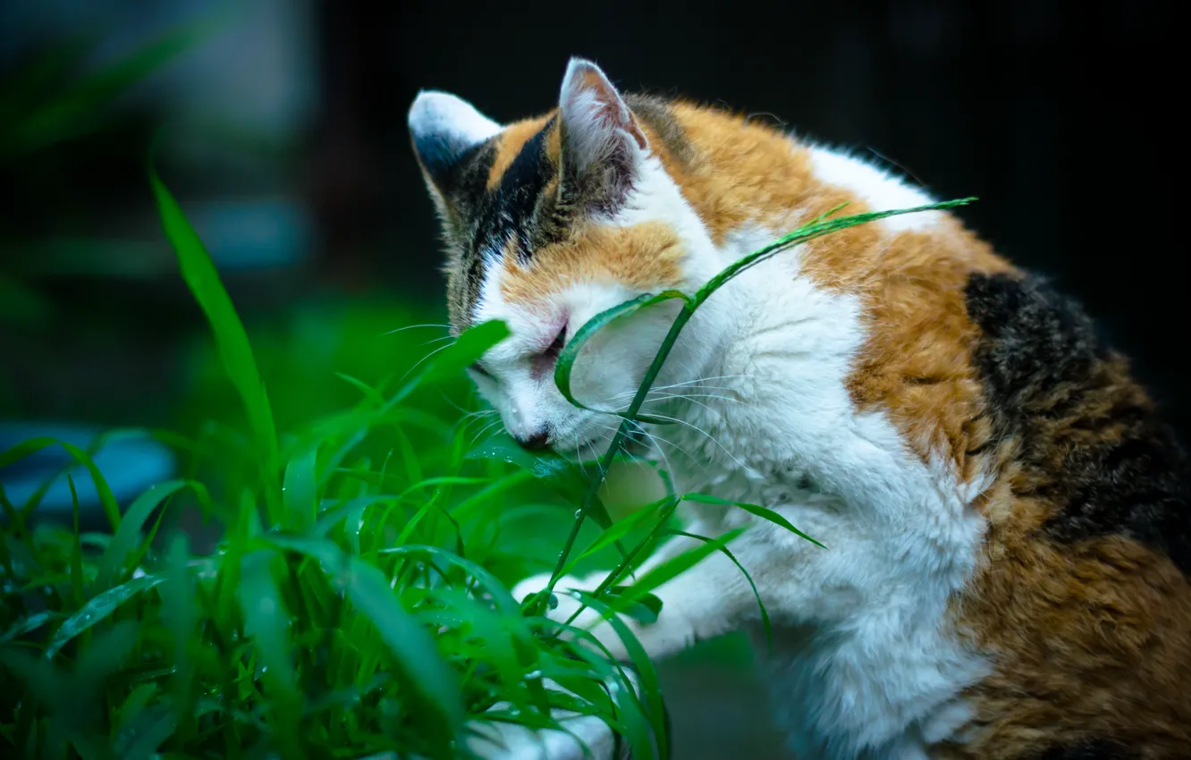 Photo wallpaper grass, cat, cat, coloring