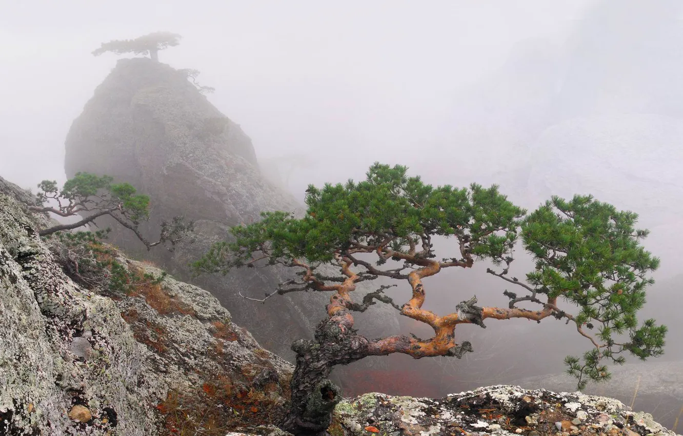 Photo wallpaper summer, trees, fog, rock, Crimea