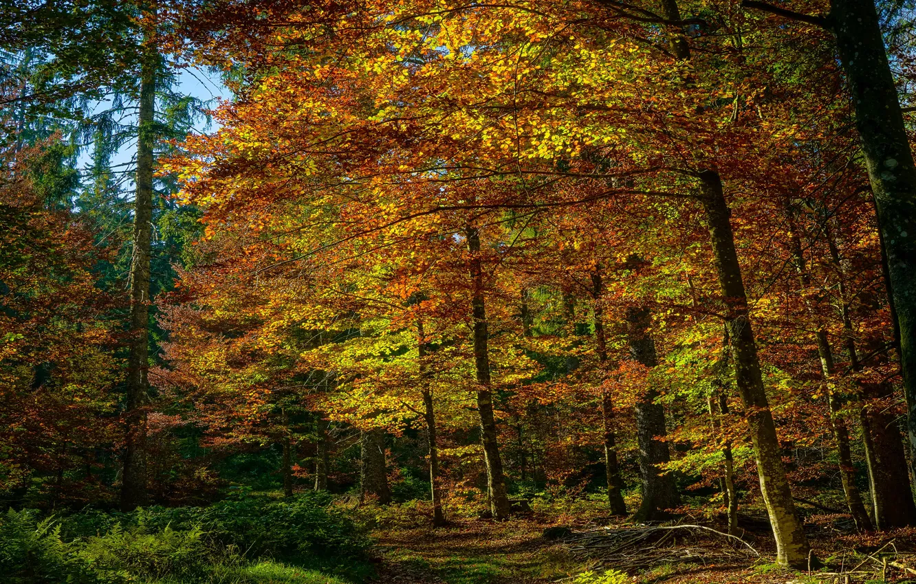 Photo wallpaper autumn, forest, foliage, the colors of autumn