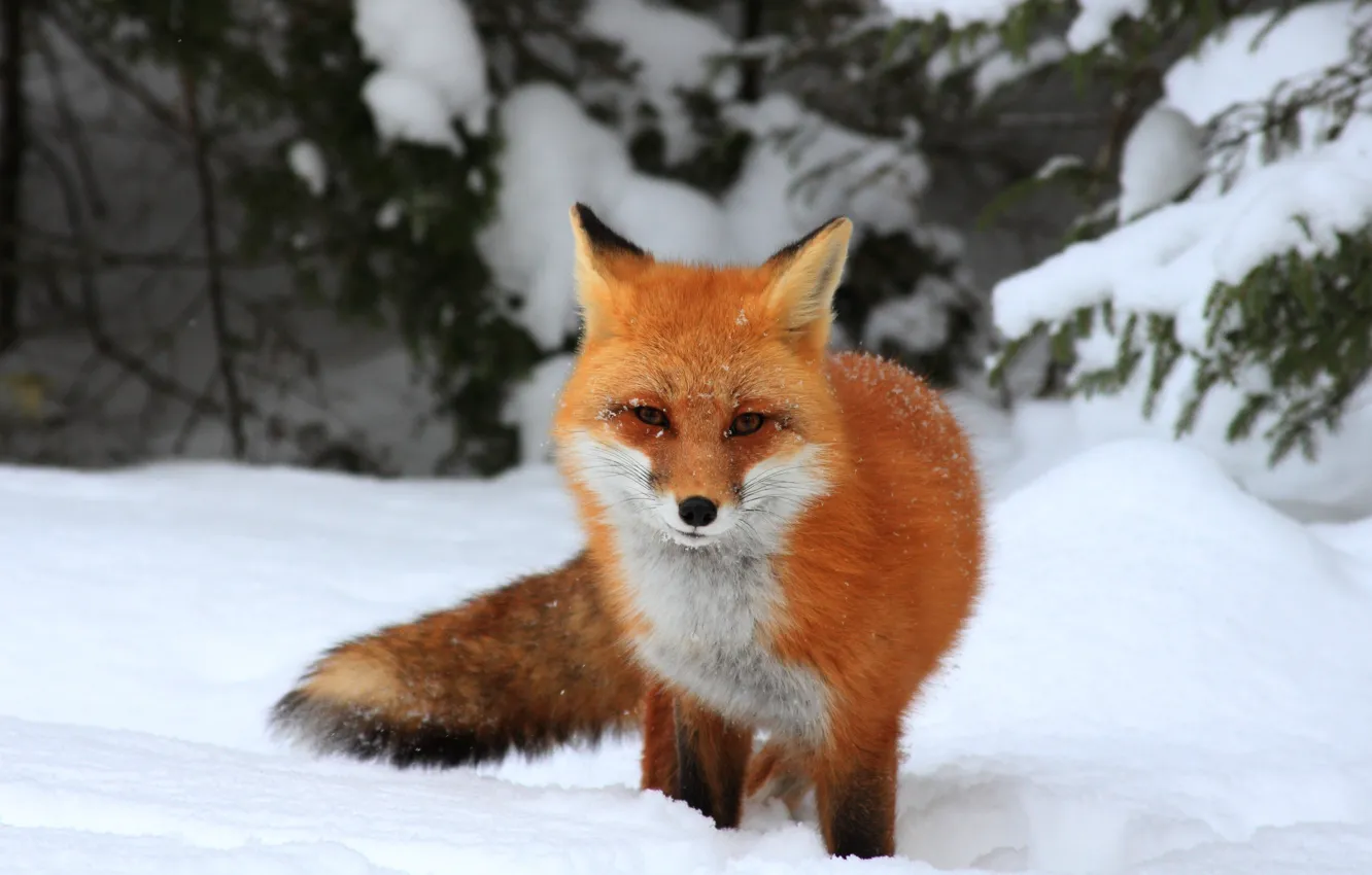 Photo wallpaper winter, forest, look, snow, branches, ate, Fox, the snow