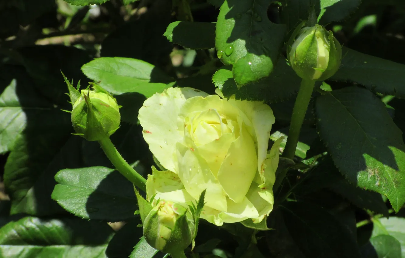 Photo wallpaper leaves, roses, buds, Meduzanol ©, Summer 2018