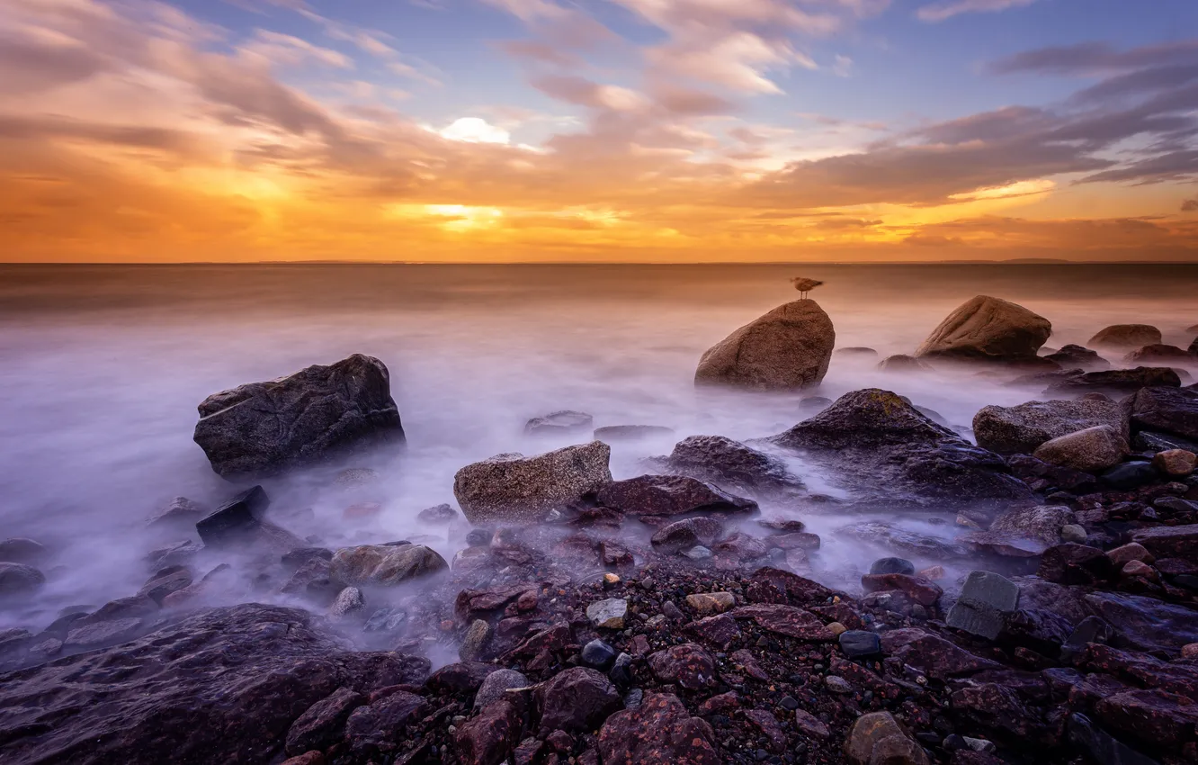 Photo wallpaper sea, the sky, clouds, sunset, stones, bird, shore, horizon