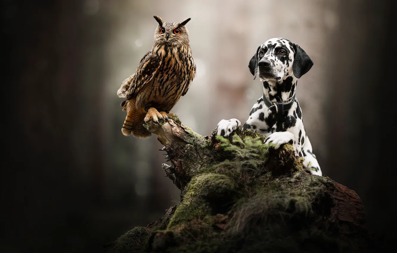 Photo wallpaper owl, bird, dog, snag, bokeh, owl