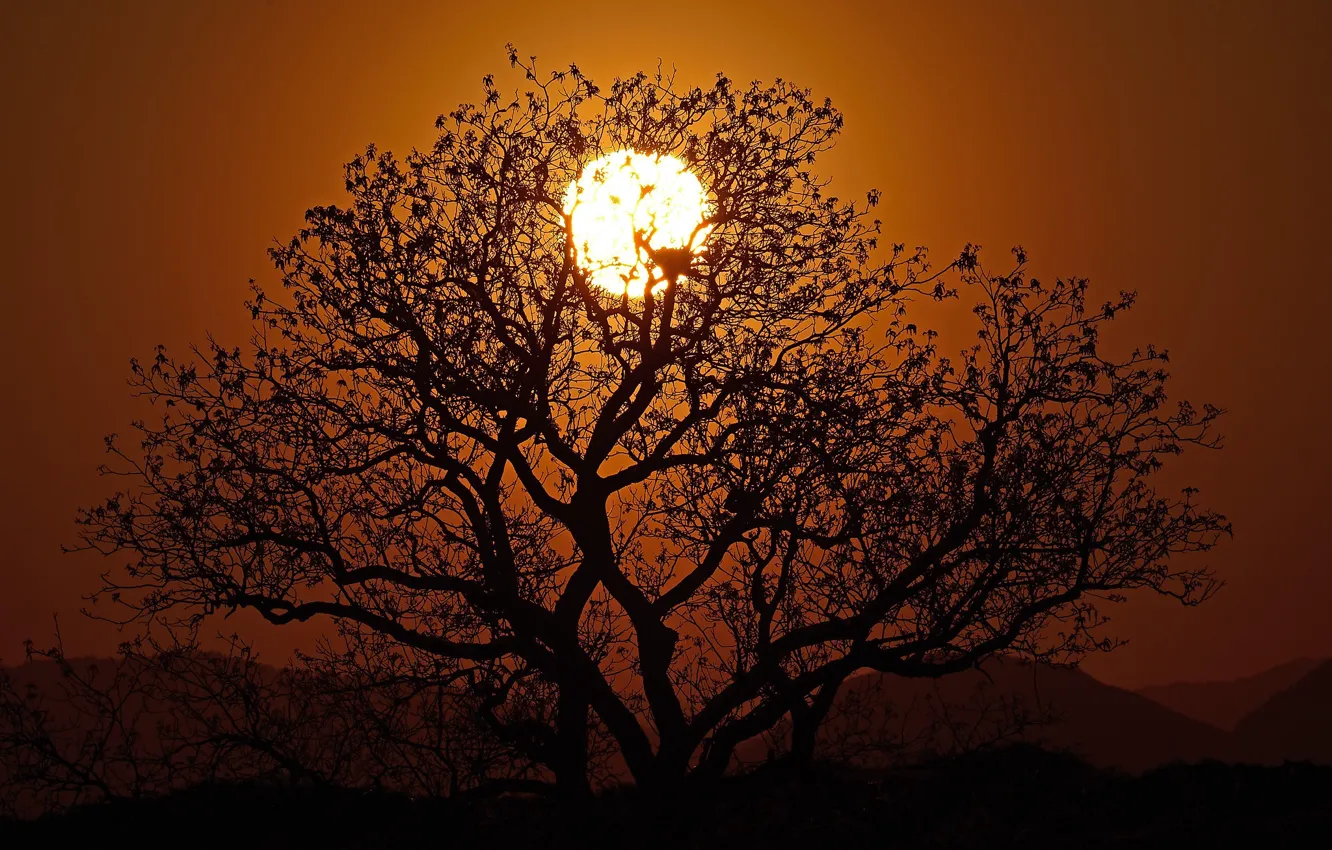 Photo wallpaper the sun, sunset, branches, tree, silhouette
