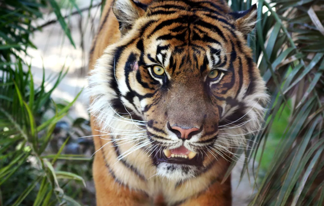 Photo wallpaper tiger, sumatran, tiger
