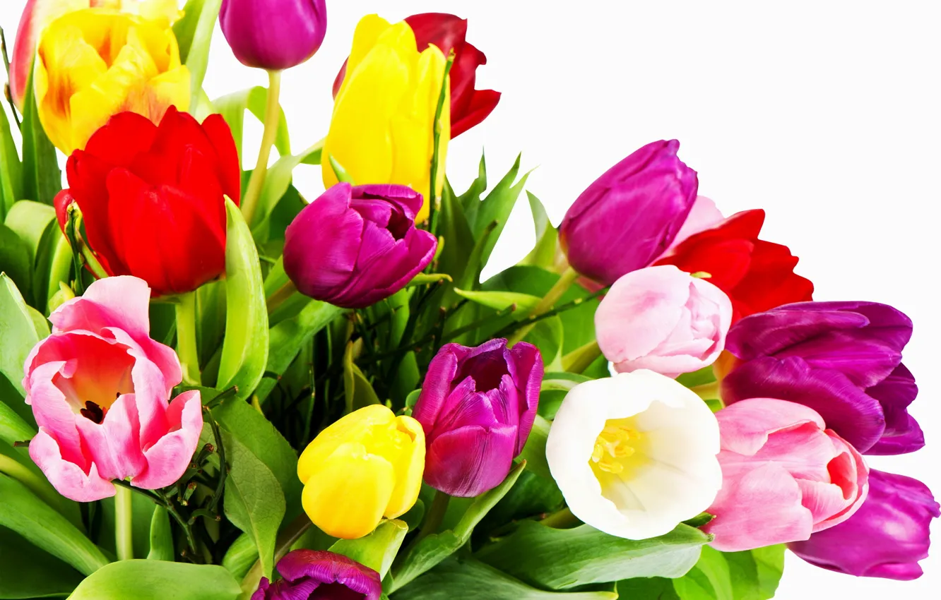 Photo wallpaper white, yellow, red, tulips