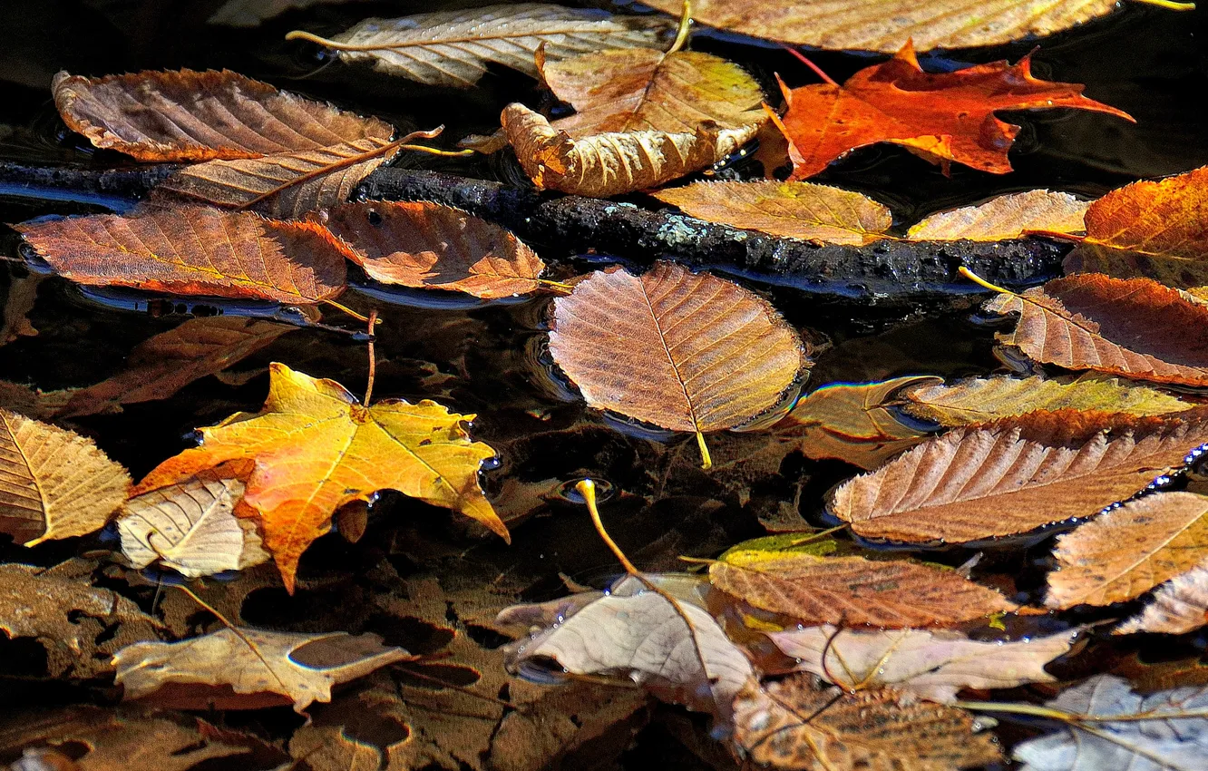 Photo wallpaper autumn, leaves, water, stream, branch