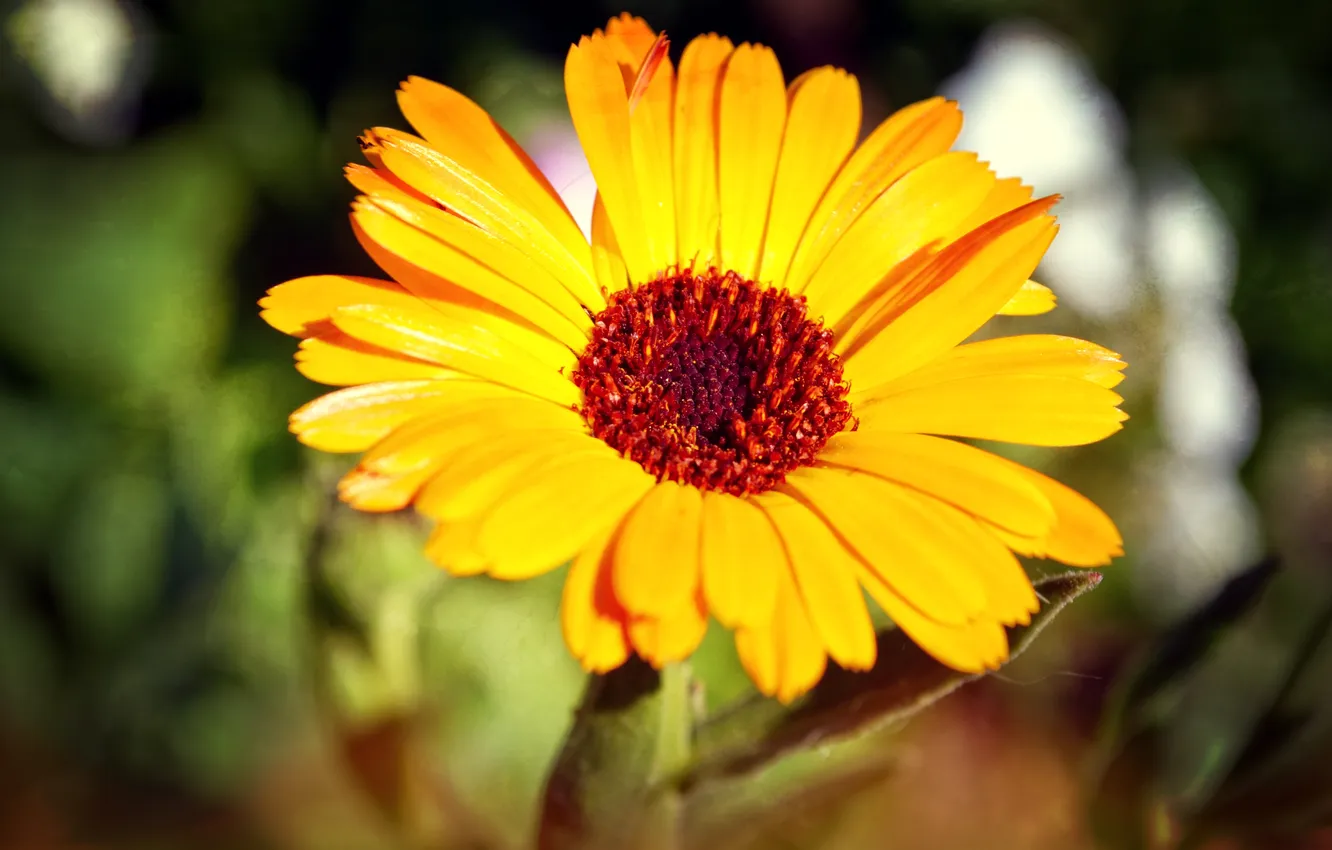 Photo wallpaper flowers, yellow, petals