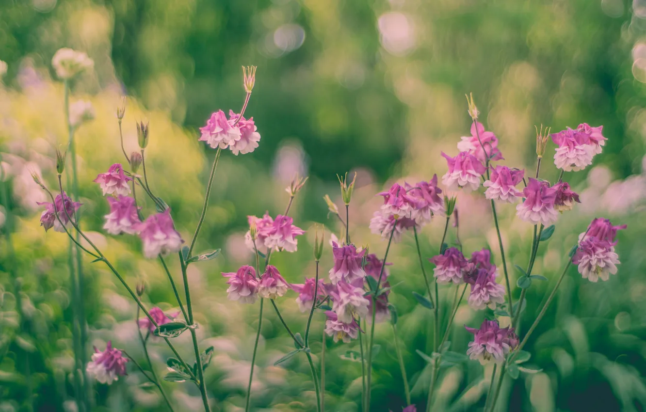 Photo wallpaper leaves, flowers, stem, buds, bokeh