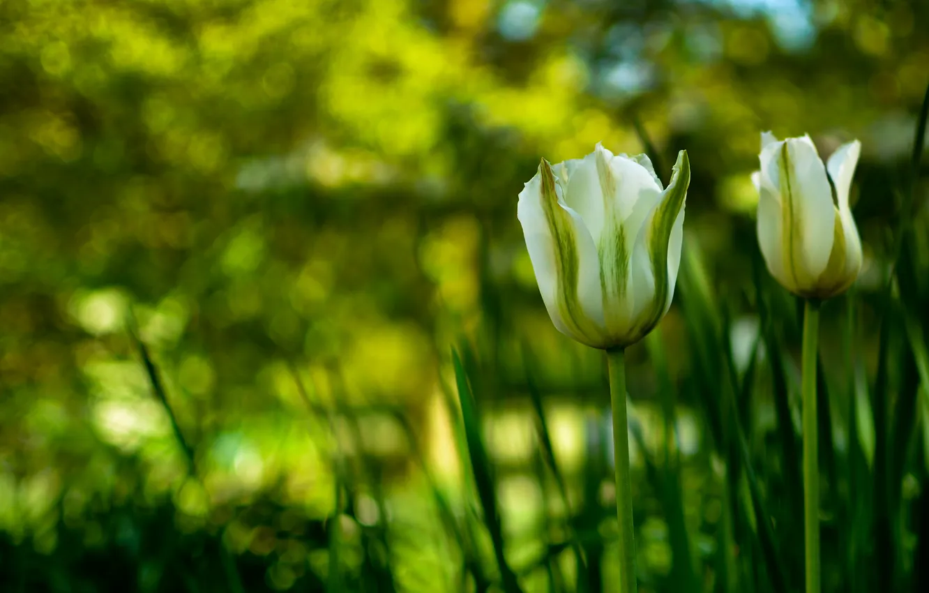 Photo wallpaper greens, flowers, nature, focus, petals, stem, tulips, buds