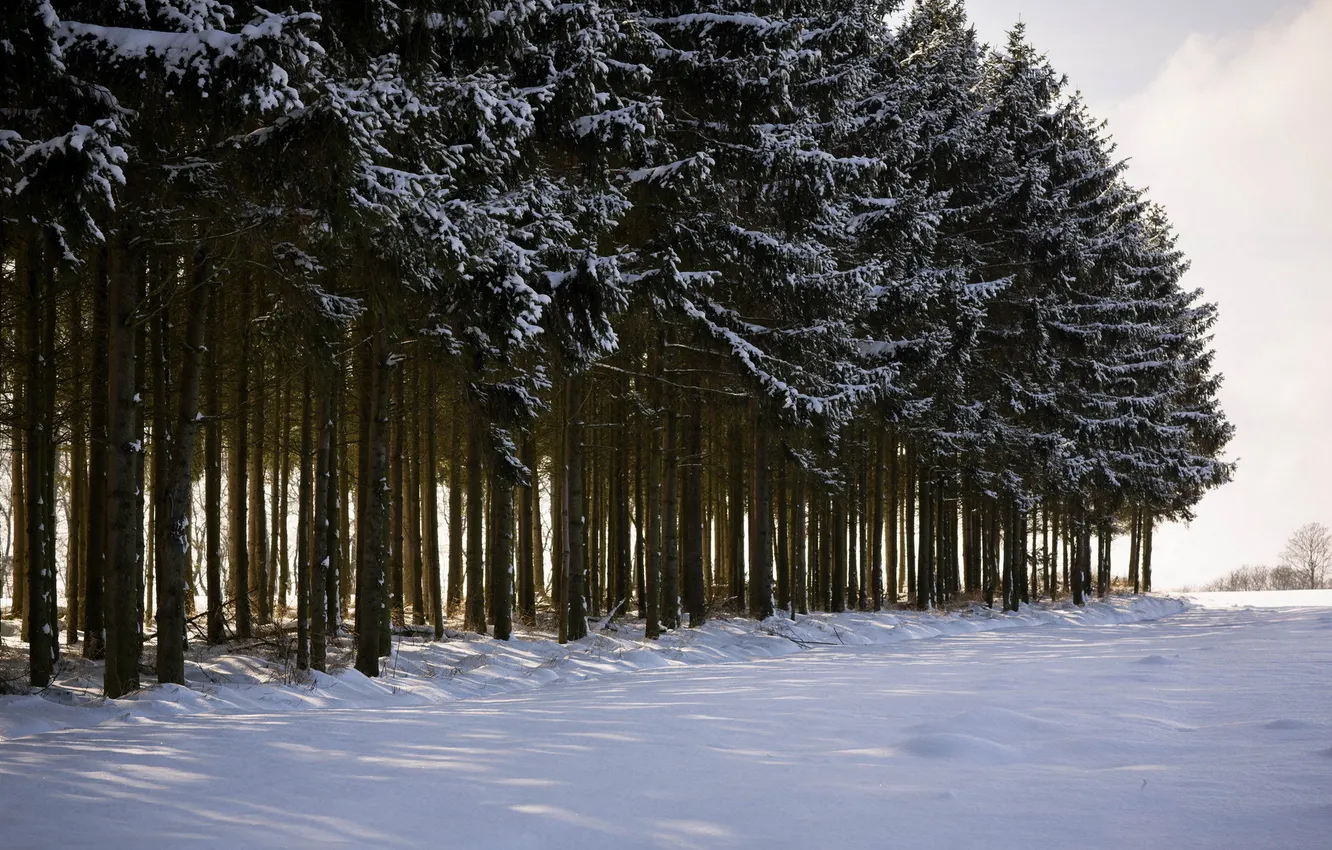 Photo wallpaper winter, trees, landscape