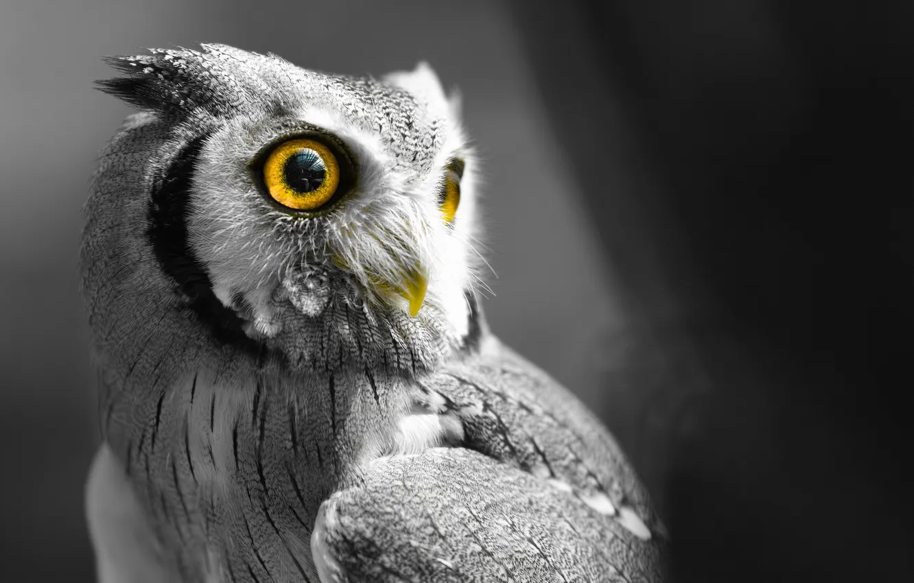 Photo wallpaper eyes, owl, bird, feathers, beak