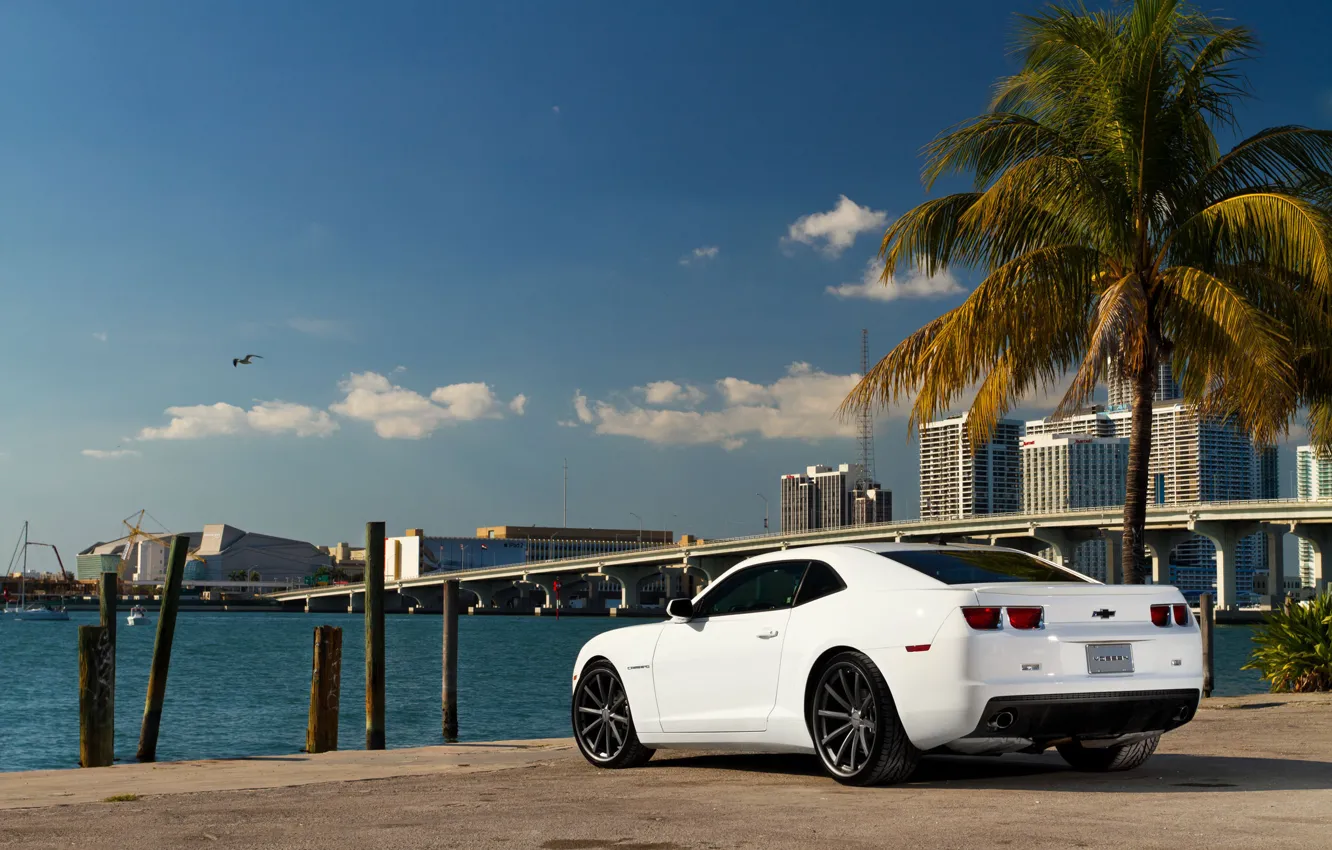 Photo wallpaper white, the sky, bridge, the city, Palma, coast, Seagull, Chevrolet