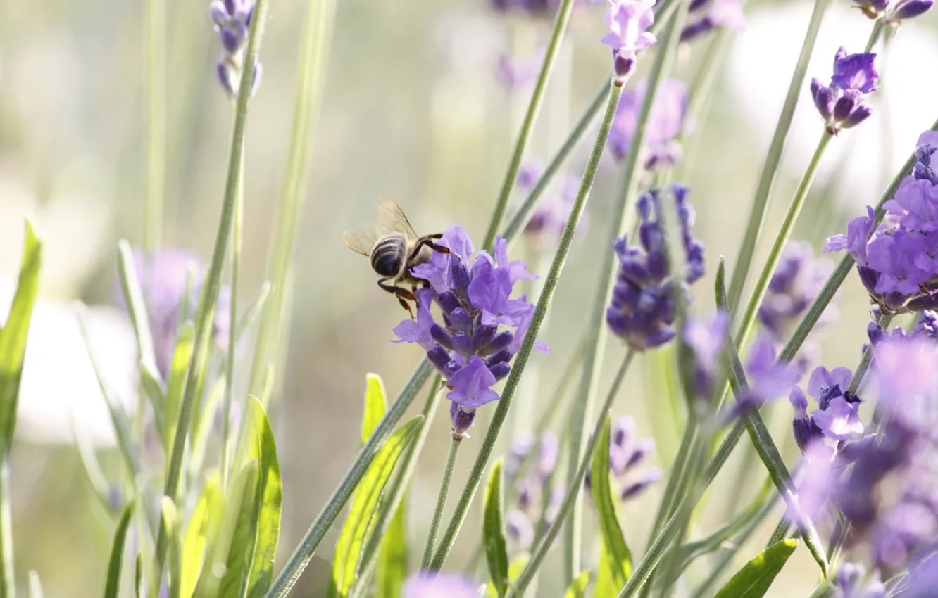 Photo wallpaper purple, flowers, bee, Breakfast, insect, lavender