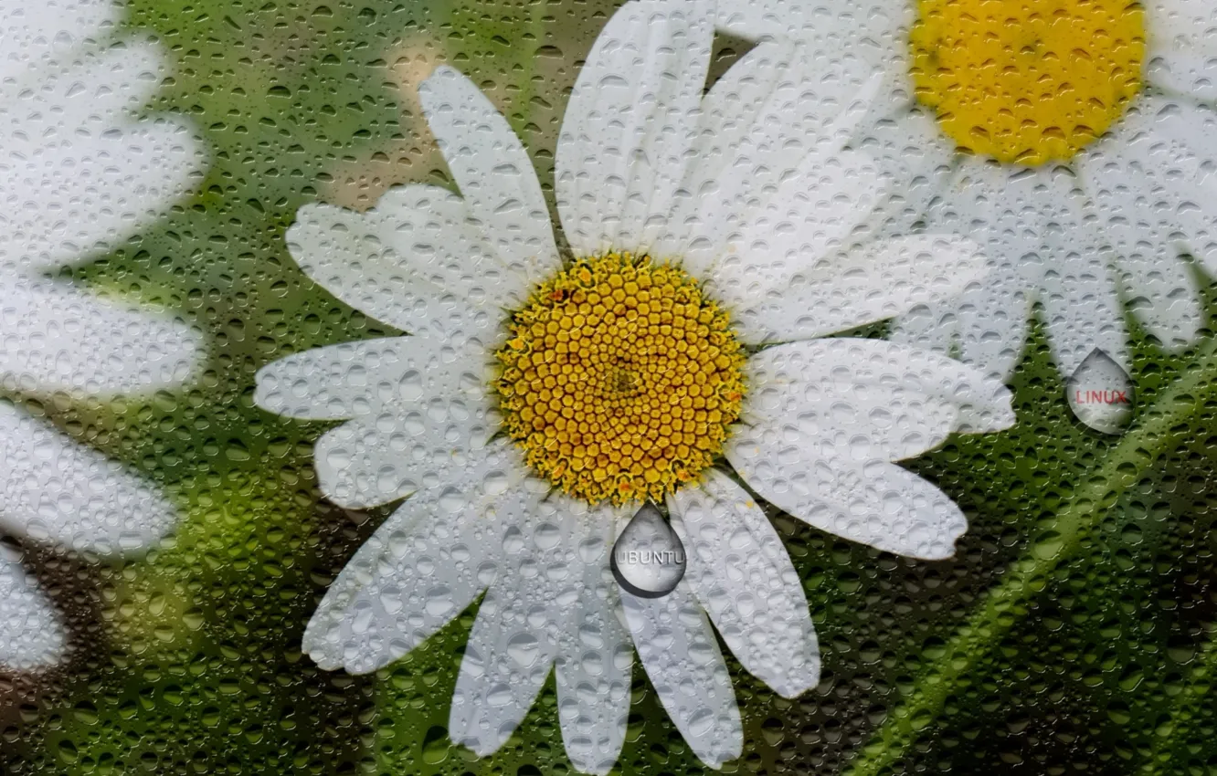 Photo wallpaper drops, macro, flowers, rain, chamomile