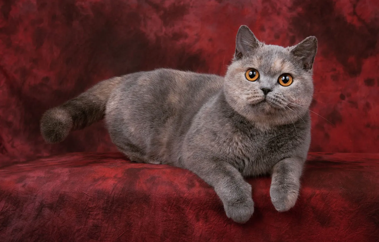 Photo wallpaper cat, cat, look, pose, grey, sweetheart, legs, muzzle