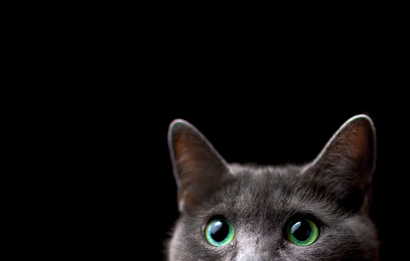 Photo wallpaper cat, look, background