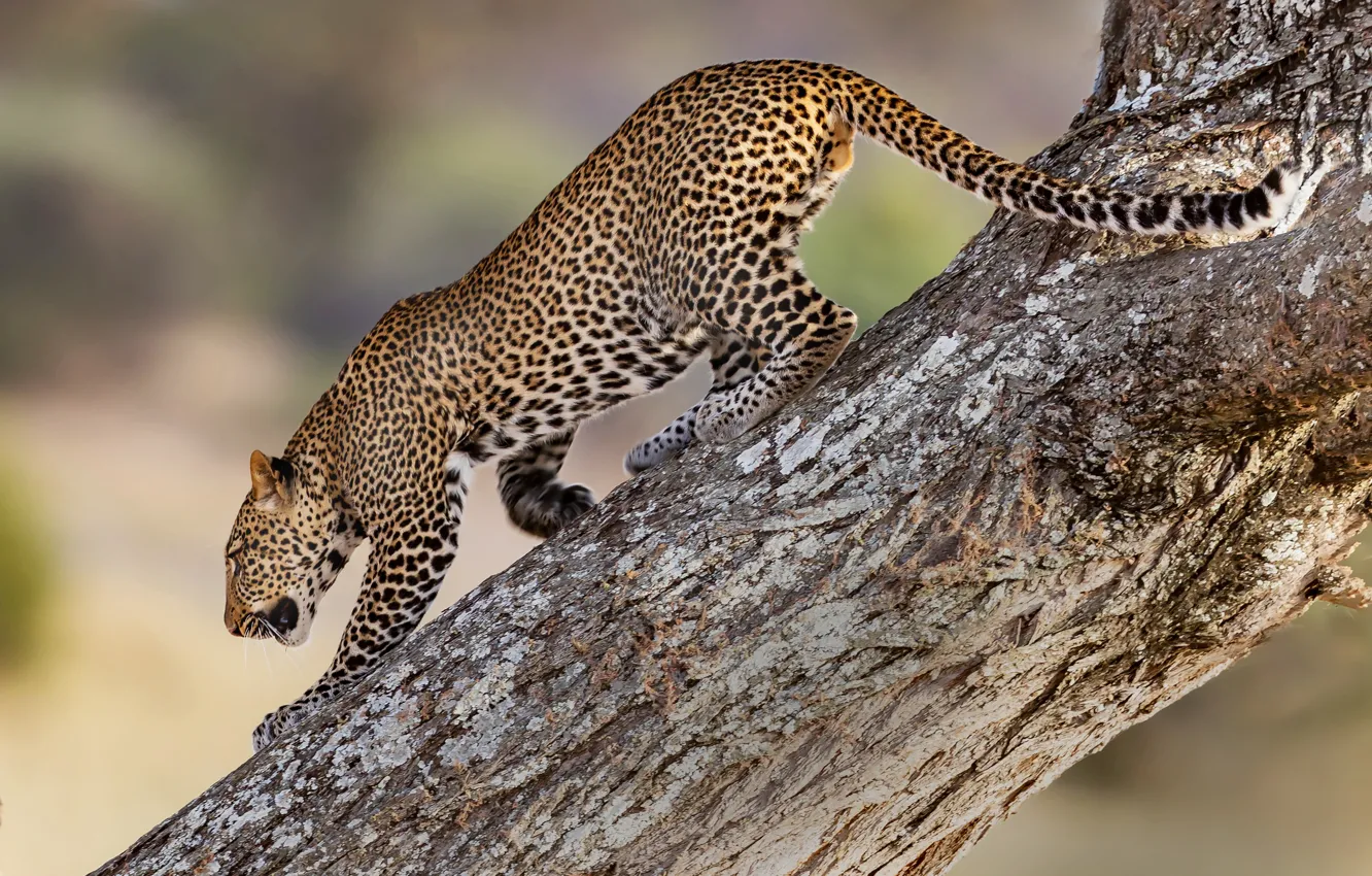 Photo wallpaper tree, predator, leopard, wild cat