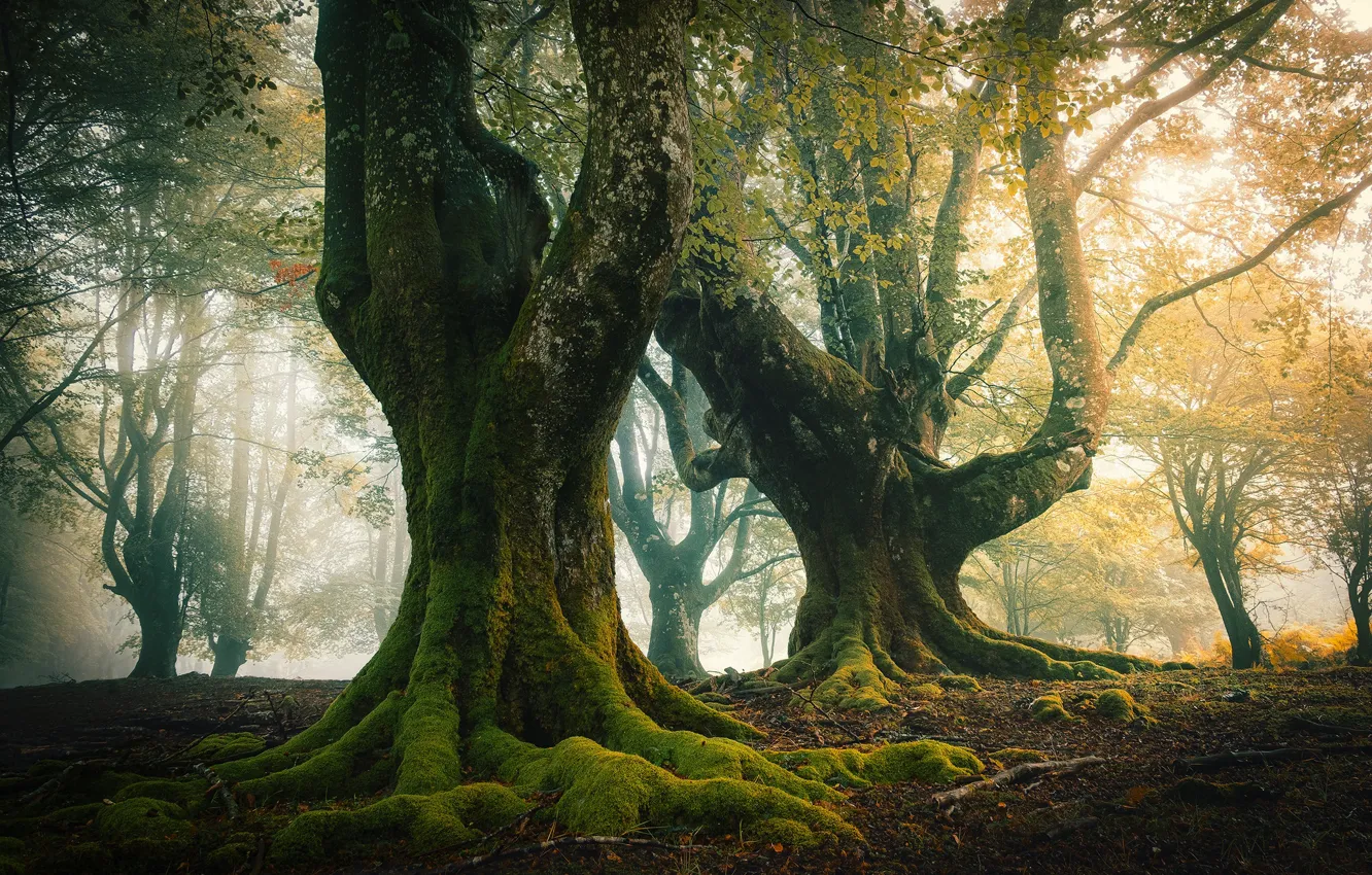 Photo wallpaper autumn, forest, light, trees, branches, roots, fog, Park