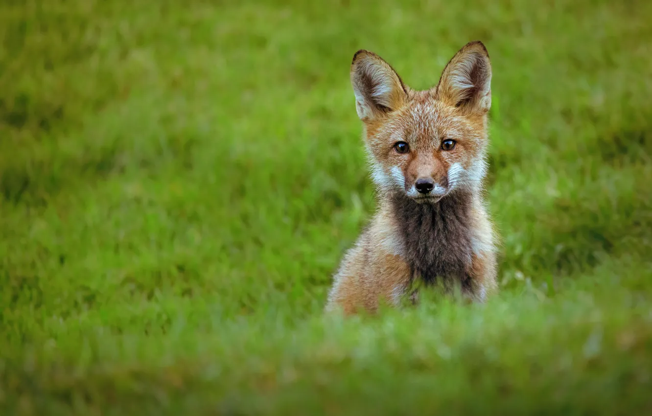 Photo wallpaper grass, Fox, face, Fox