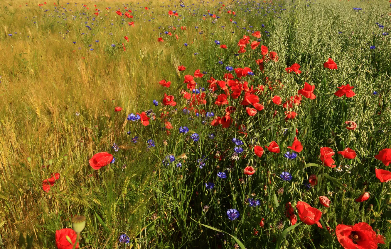 Photo wallpaper greens, field, summer, grass, flowers, rye, Maki, red