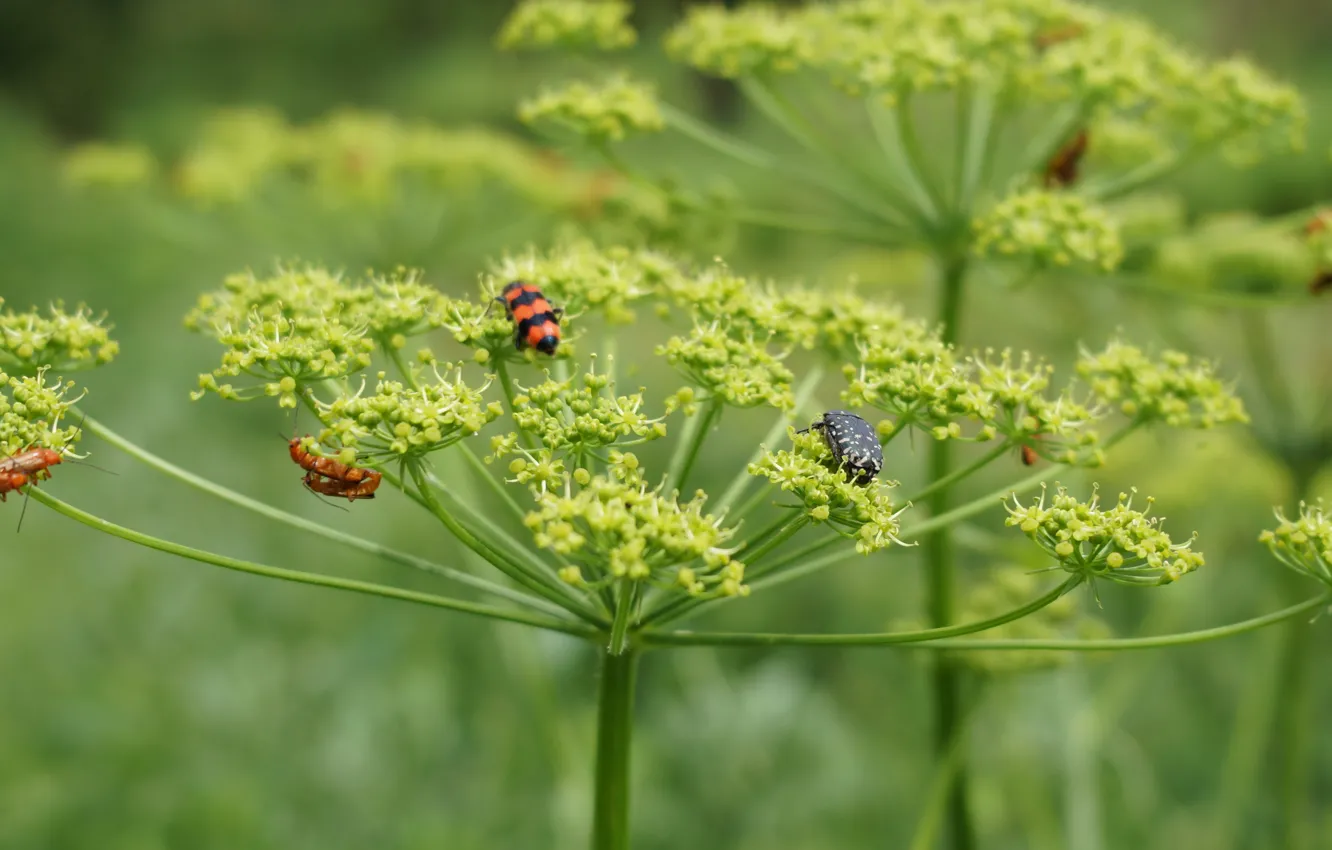 Photo wallpaper nature, plant, insect, green