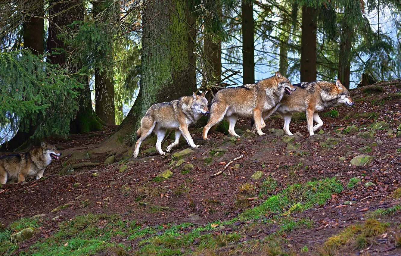 Photo wallpaper Predator, nature, snow, face, animal, wolf, wolves, canis lupus