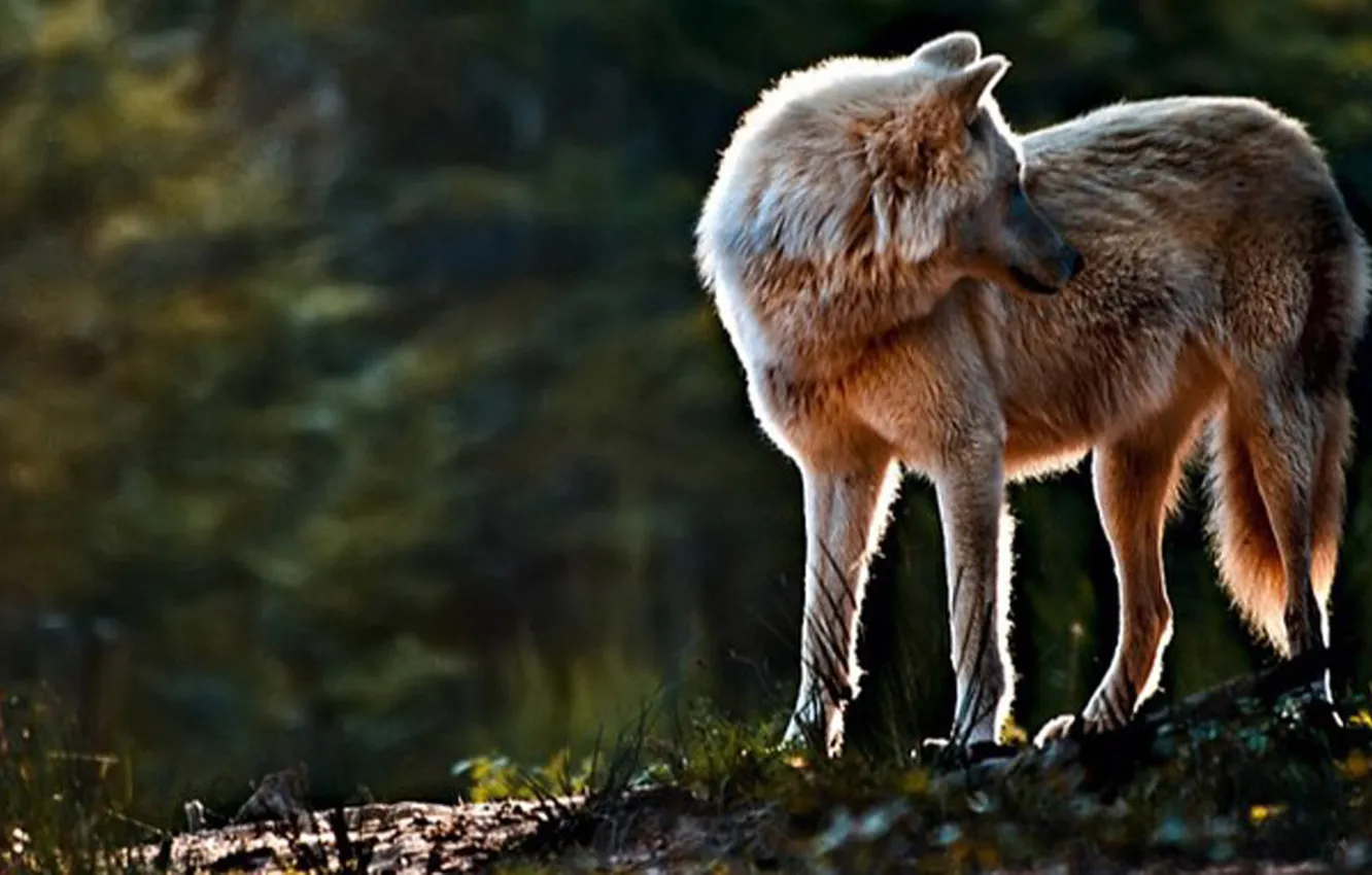 Photo wallpaper Predator, nature, snow, face, animal, wolf, canis lupus, wildlife