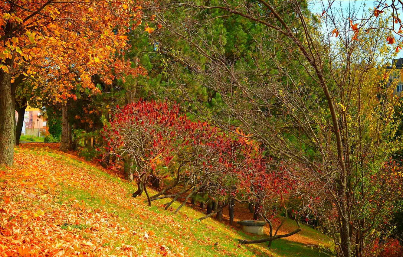 Photo wallpaper autumn, trees, foliage, colors, trees, autumn, leaves, fall