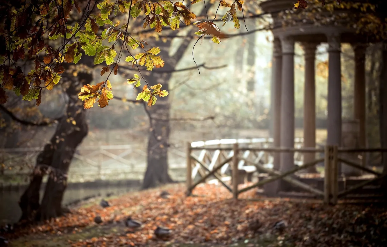 Photo wallpaper leaves, trees, nature, Park, gazebo