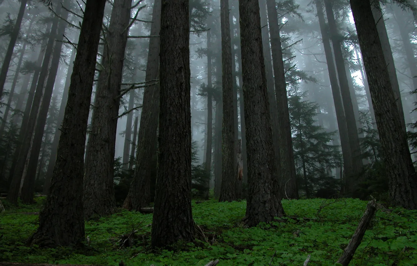 Photo wallpaper forest, trees, nature, fog