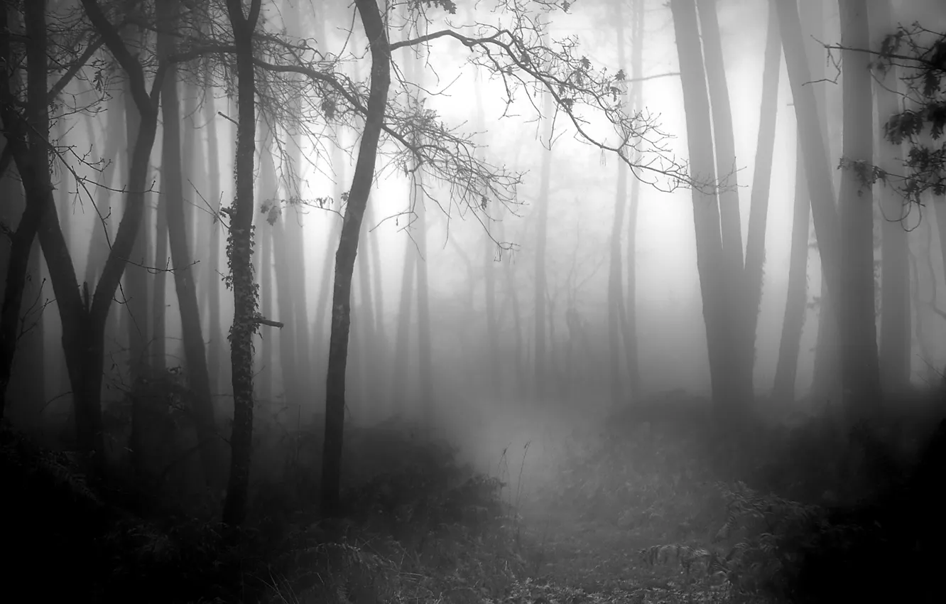Photo wallpaper forest, trees, nature, fog, black and white, monochrome, path, monochrome