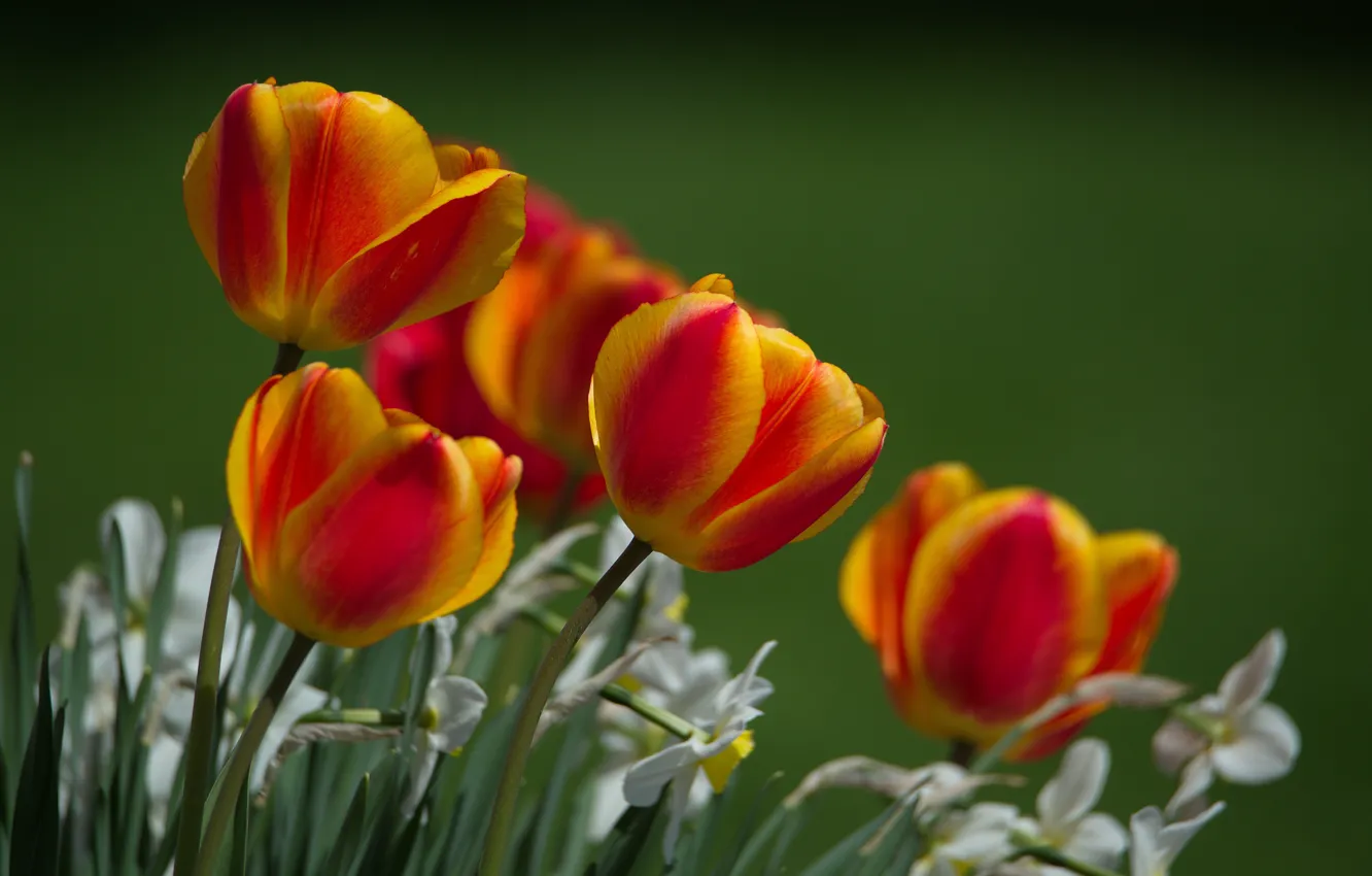 Photo wallpaper nature, фон background, tulips are red, spring flowers