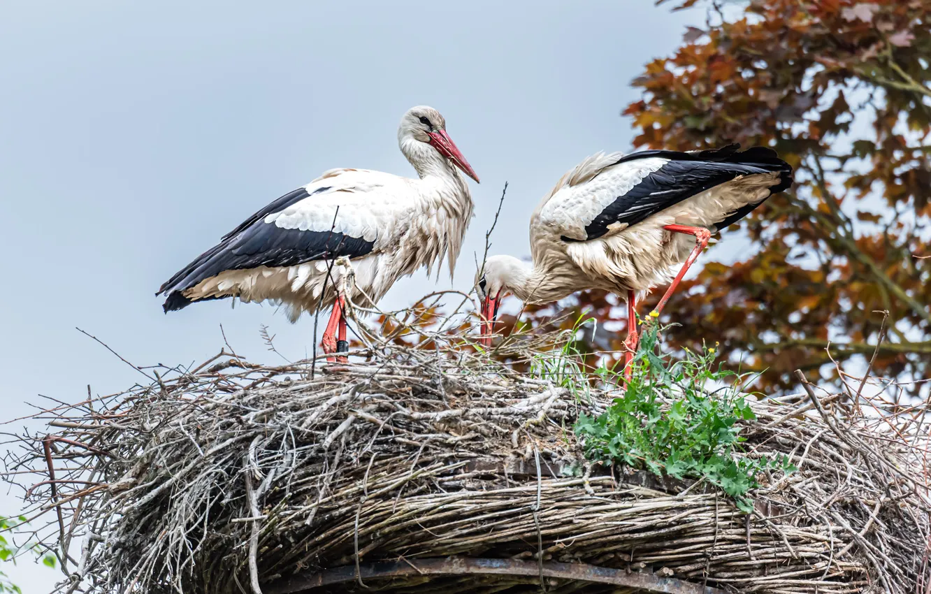 Photo wallpaper bird, socket, stork