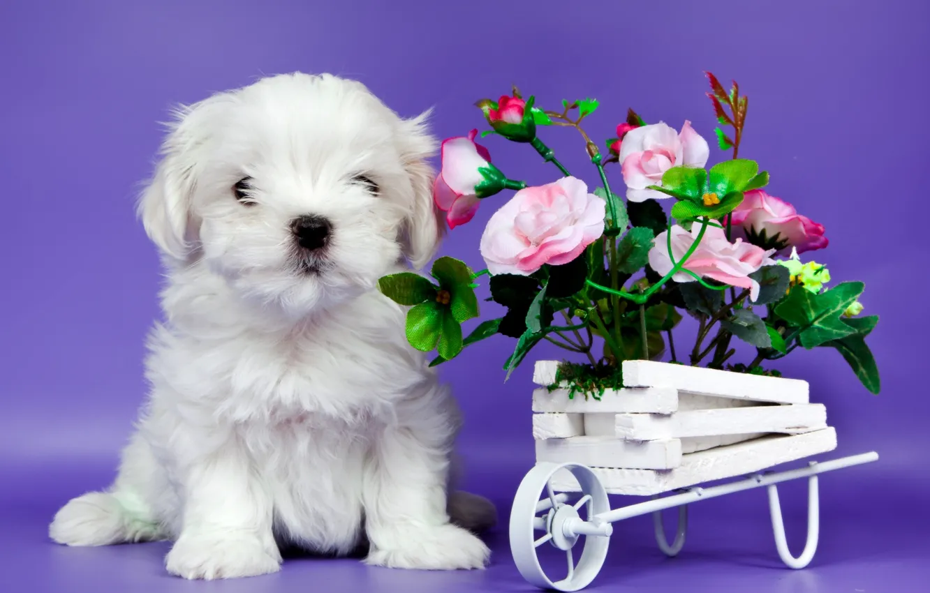 Photo wallpaper flowers, sweetheart, puppy